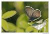 106300 – Photo : Denis Girard – France (74)