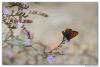 106715 – Photo : Denis Girard – France (34)