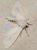 106126 – Photo : Arthropa - Benoit Martha – France (71)