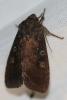 106125 – Photo : Arthropa - Benoit Martha – France (71)
