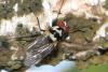 106990 – Photo : sophie de foucault – Madagascar