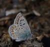 106316 – Photo : Picq Christophe – France (65)