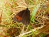 106210 – Photo : Carole Bourdiaux – France (43)