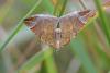 106966 – Photo : Marc Solari – France (88)