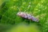 106024 – Photo : Christophe Quintin – France (22)