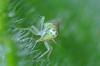 106025 – Photo : Christophe Quintin – France (22)
