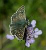 106993 – Photo : Pelouard – France (74)