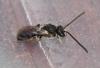Lasioglossum sp.