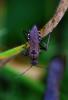 106509 – Photo : Justine Dionné – France (31)