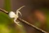 106431 – Photo : Jean-Pierre Aubrun – France (83)