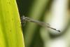 Ischnura graellsii