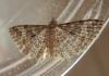106455 – Photo : Guénael Hallart – France (02)