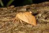 106980 – Photo : Michel Ehrhardt – France (68)