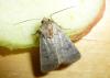 Hoplodrina ambigua