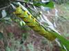 106461 – Photo : Pablox – France (30)