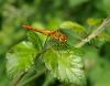 Sympetrum sanguineum