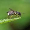 Paragus sp.