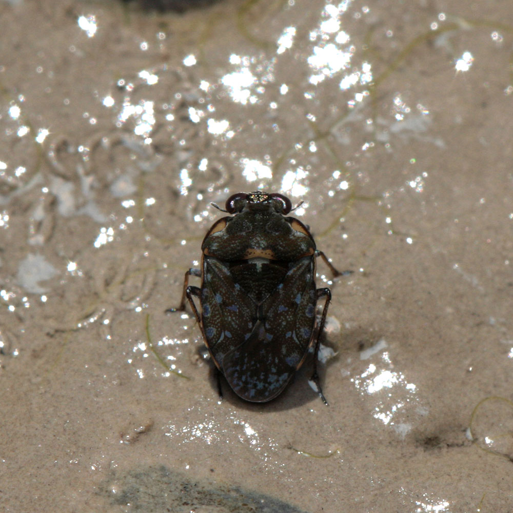 Vincent Derreumaux - Ochterus (Ochterus) marginatus - réf. 106833 (1000 x 1000 pixels, 202 ko)