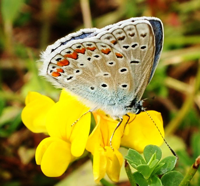 Sylvie Berthe - Polyommatus (Polyommatus) icarus - réf. 106046 (686 x 641 pixels, 113 ko)