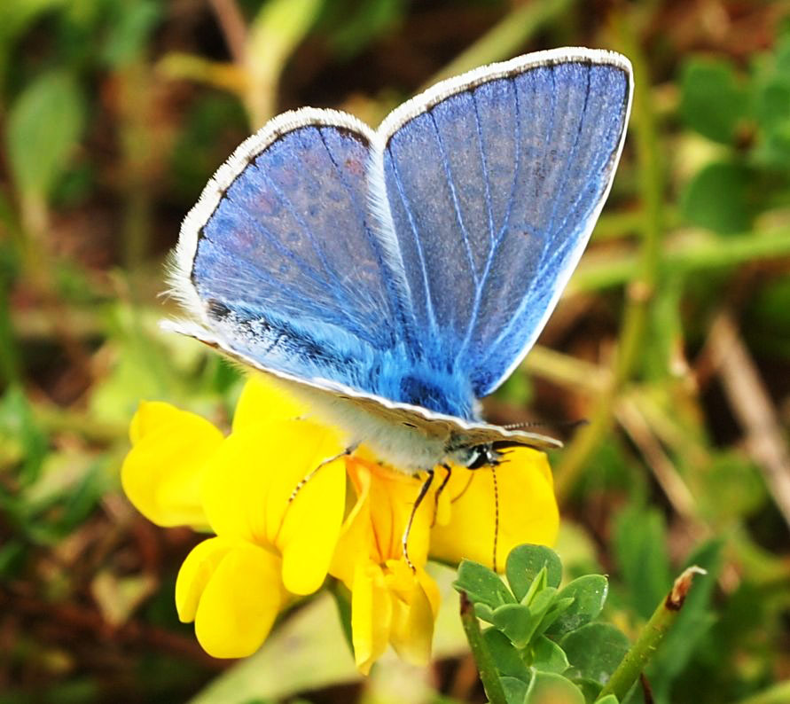 Sylvie Berthe - Polyommatus (Polyommatus) icarus - réf. 106600 (891 x 794 pixels, 152 ko)