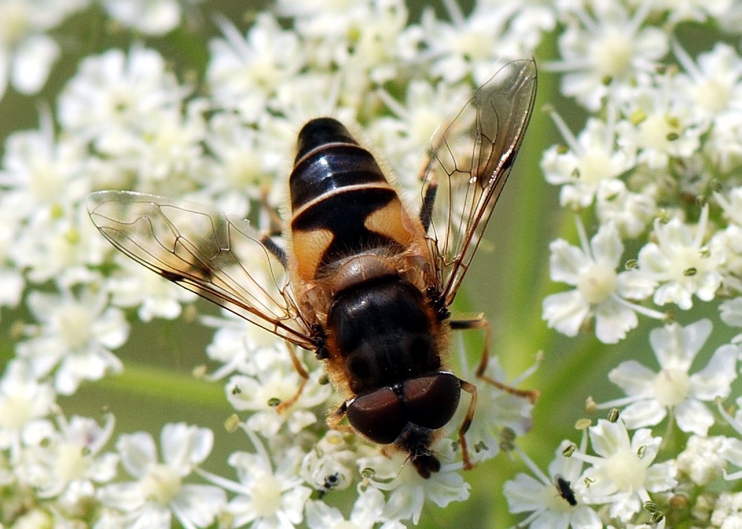 Patrick Decreus - Eristalis (Eoseristalis) pertinax - réf. 106999 (1080 x 770 pixels, 156 ko)