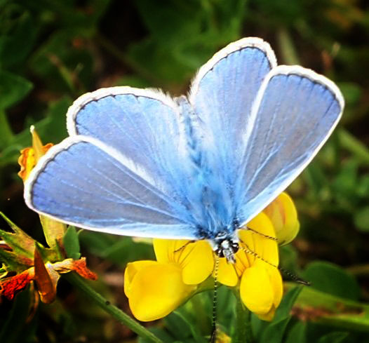 Sylvie Berthe - Polyommatus (Polyommatus) icarus - réf. 106601 (526 x 489 pixels, 81 ko)