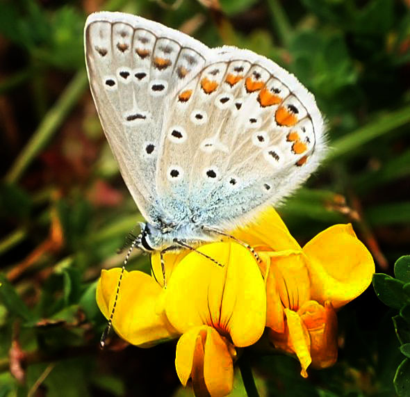 Sylvie Berthe - Polyommatus (Polyommatus) icarus - réf. 106619 (590 x 571 pixels, 104 ko)