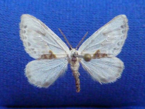 Réf. 107 643 : Cilix glaucata