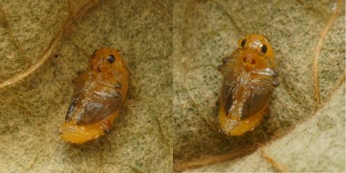 Réf. 107 582 : Altica ampelophaga