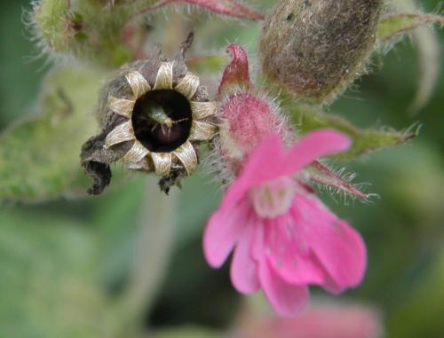 Réf. 107 863 : Dicyphus globulifer