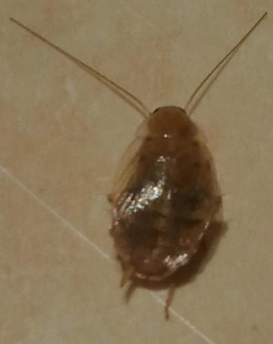 Ectobius sp.