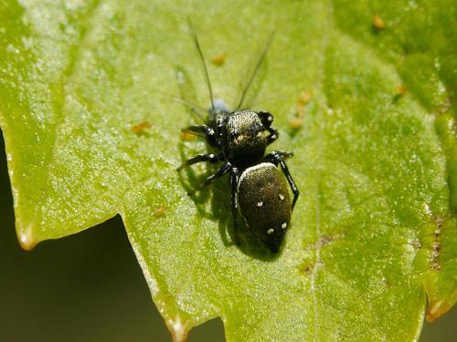 Réf. 107 036 : Heliophanus kochii