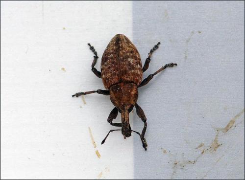 Réf. 107 658 : Lepyrus capucinus