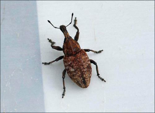 Réf. 107 659 : Lepyrus capucinus