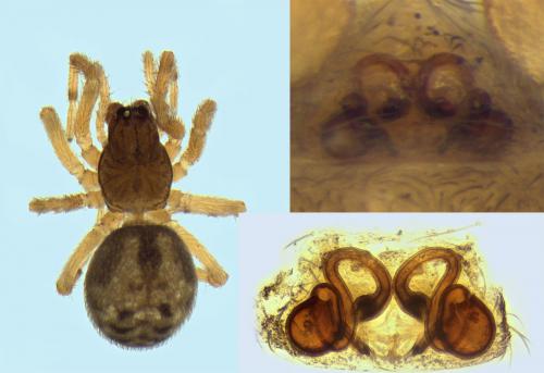 Lathys sexpustulata