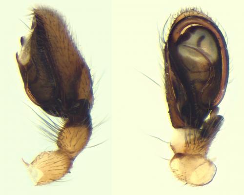 Réf. 107 453 : Clubiona pseudoneglecta