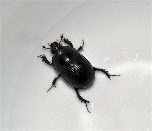 Réf. 107 837 : Geotrupes spiniger