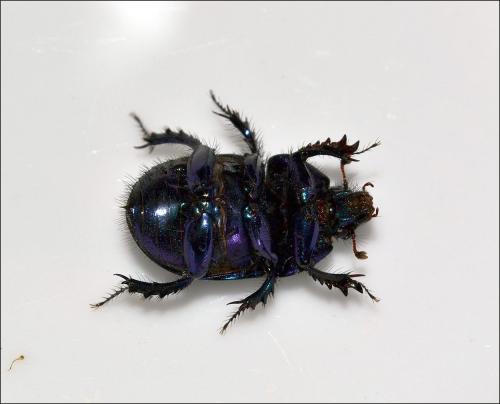 Réf. 107 838 : Geotrupes spiniger