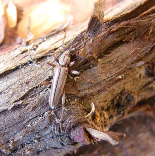 Réf. 107 090 : Icosium tomentosum