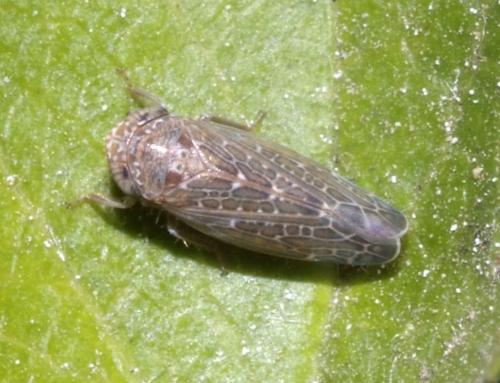 Réf. 107 225 : Allygidius sp.