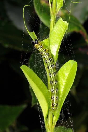 Cydalima perspectalis