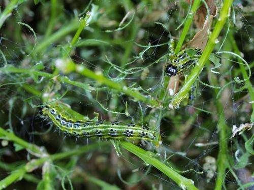 Cydalima perspectalis