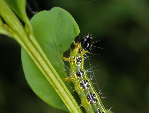 Cydalima perspectalis