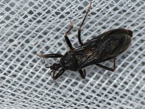 Reduvius personatus