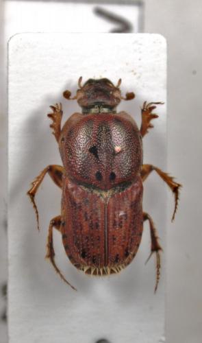 Euoniticellus pallens