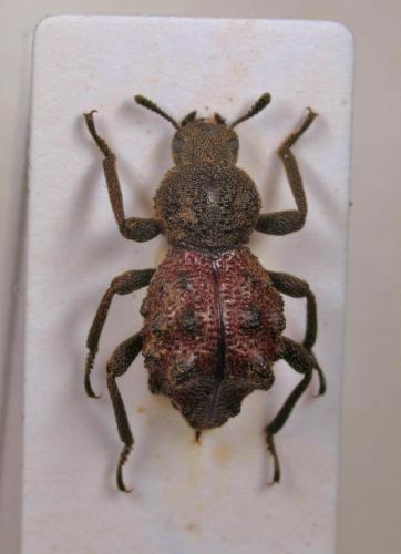 Hyboproctus kenti