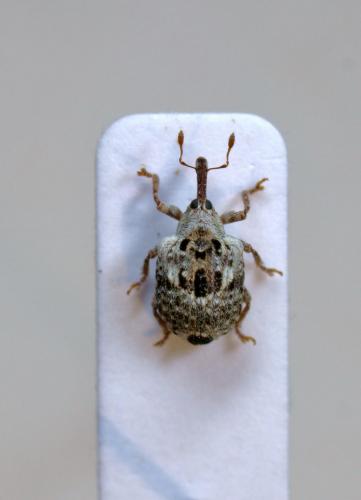 Cionus alauda