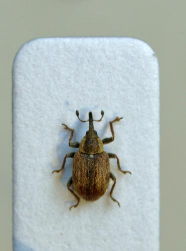 Gymnetron villosulum