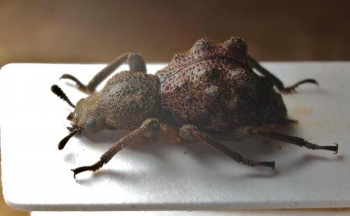 Hyboproctus kenti