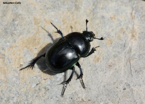 Réf. 107 788 : Trypocopris pyrenaeus